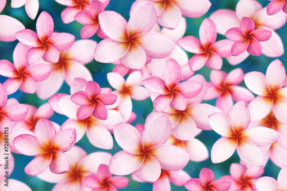 Fototapeta premium plumeria