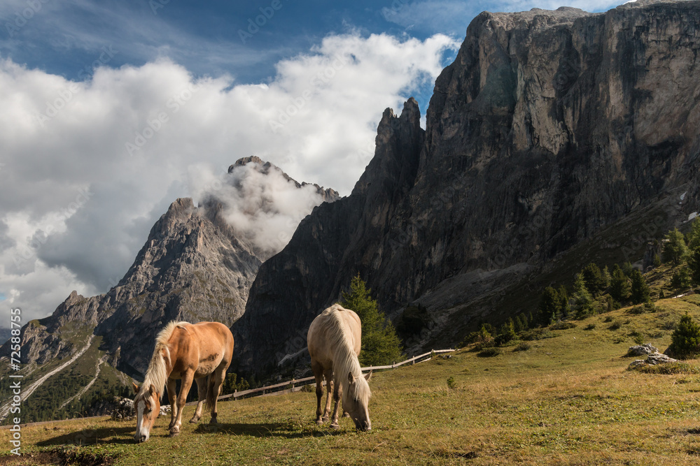 Fototapeta premium pair of chestnut horses grazing on meadow in Dolomites