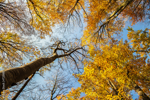 Autumn and forest with blue sky
