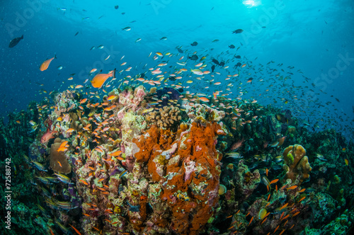 Fototapeta Naklejka Na Ścianę i Meble -  Various coral fishes, Gili Lombok Nusa Tenggara Barat underwater