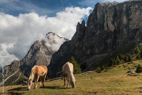 pair of chestnut horses grazing on meadow in Dolomites