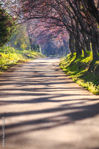 Cherry blossom tunnel,