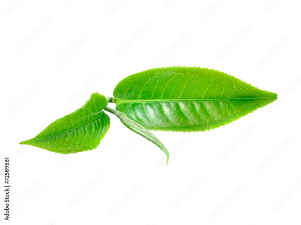 Obraz premium Green tea leaf isolated on white background