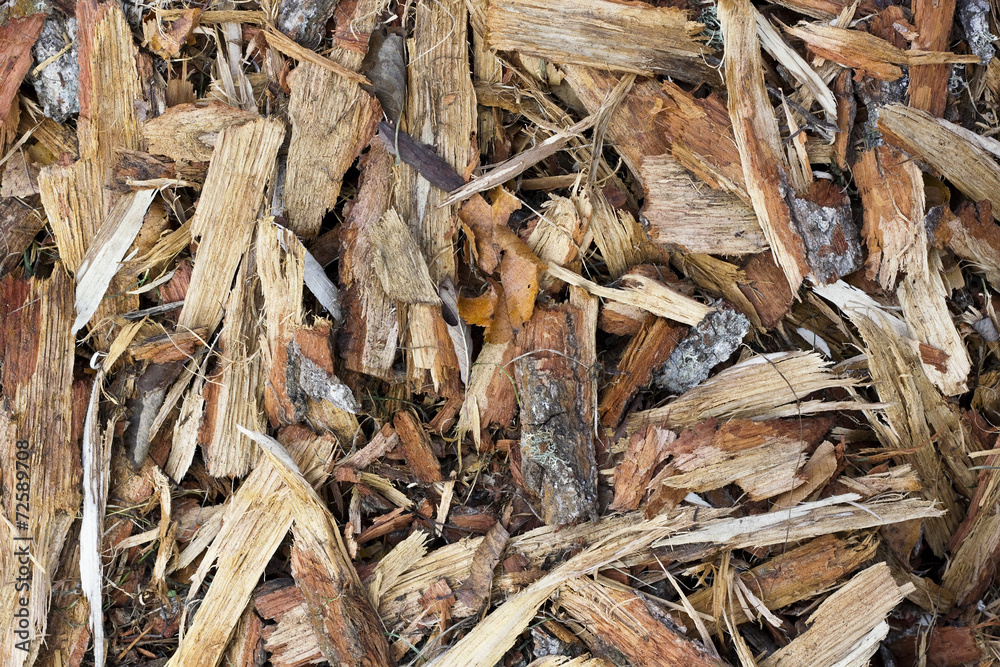 forest pine bark forest pine bark