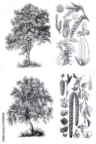 Retro  silhouettes of a birch and hornbeam