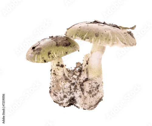 .Poisonous mushroom Amanita phalloides isolated