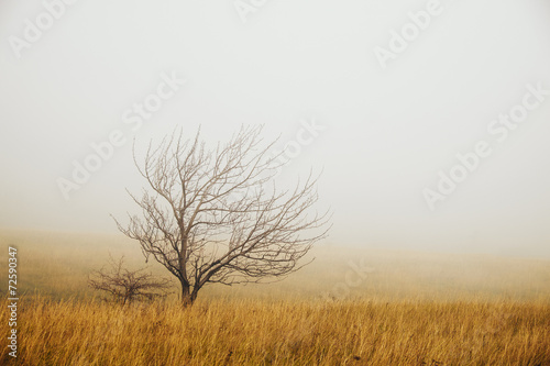 Lonely tree in the fog
