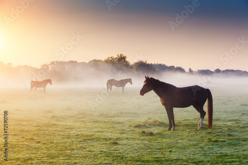 Fototapeta Naklejka Na Ścianę i Meble -  horses grazing on pasture