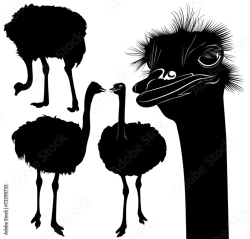 ostriches