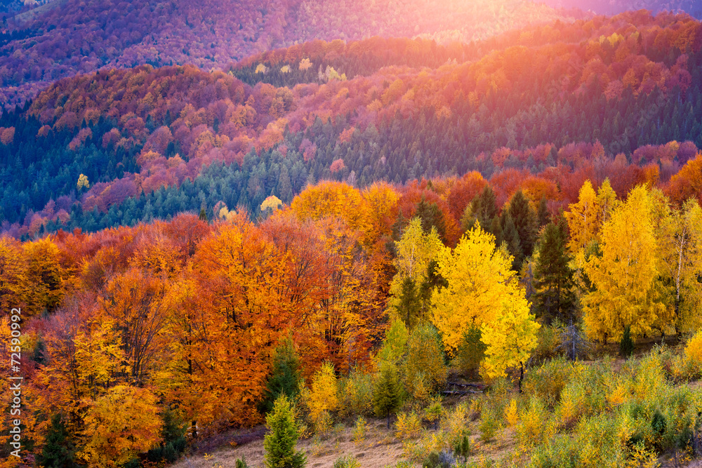 colored autumn forest