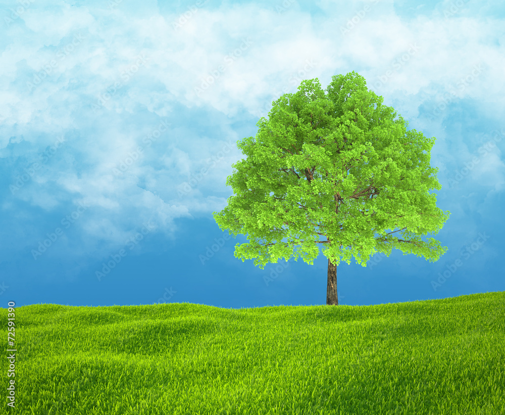 Field of green grass and sky with one tree. Field of green grass and sky with one tree.