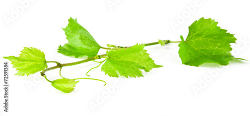 branch of vine