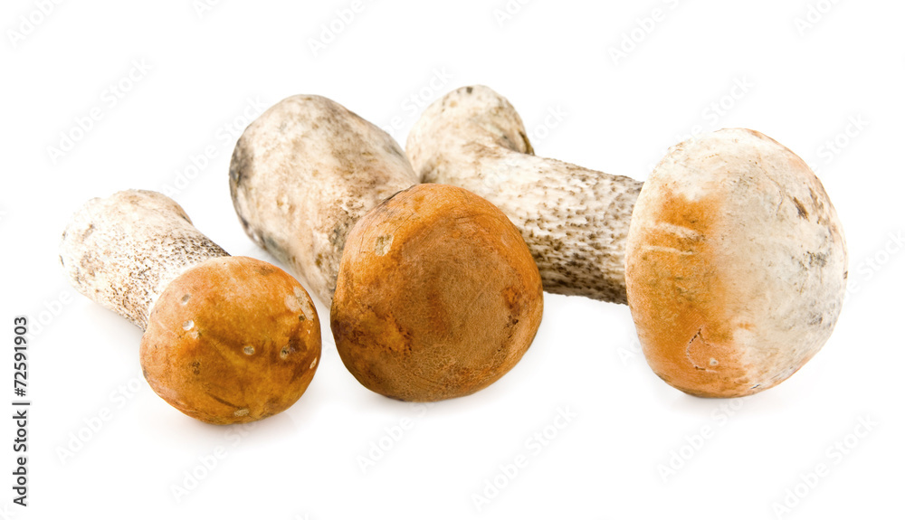 mushrooms mushrooms