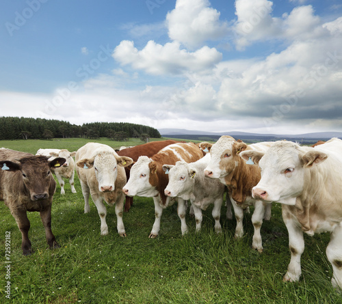 A group of cattle in Scotland