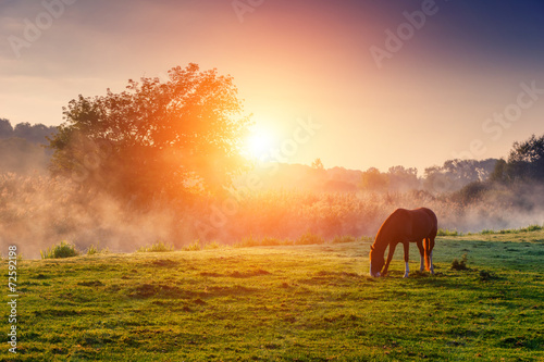 Fototapeta Naklejka Na Ścianę i Meble -  horses grazing on pasture