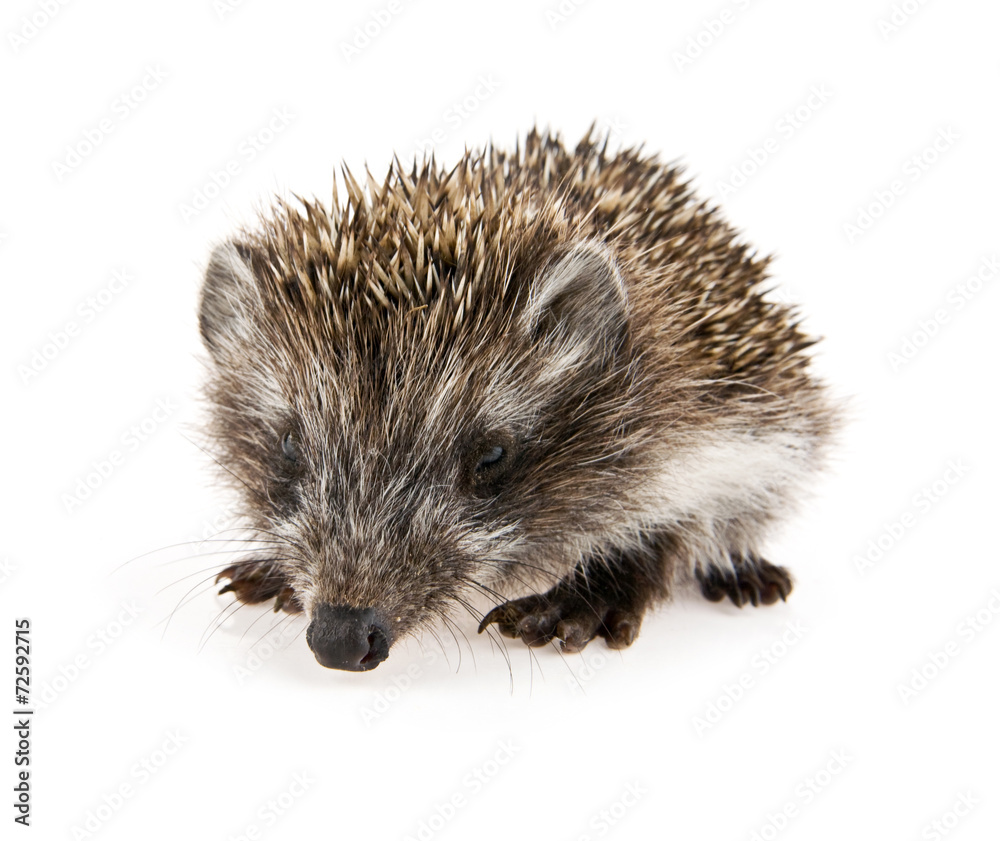 Obraz premium little hedgehog