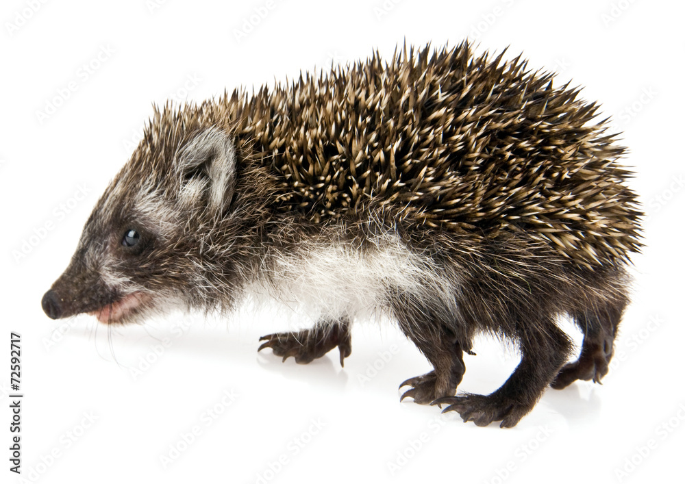 Obraz premium little hedgehog