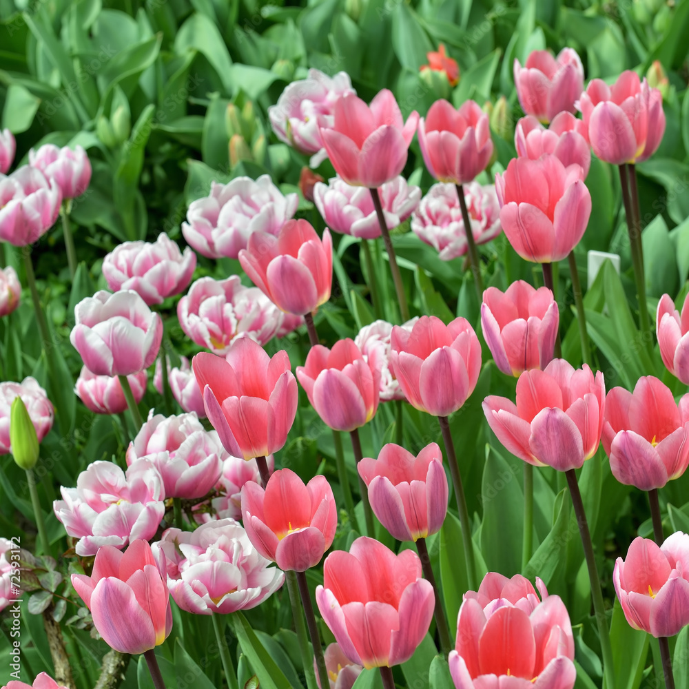 Field with pink tulips in sunny day Field with pink tulips in sunny day