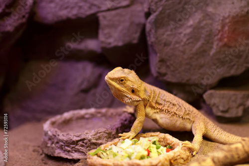 Lizard next to plate of food
