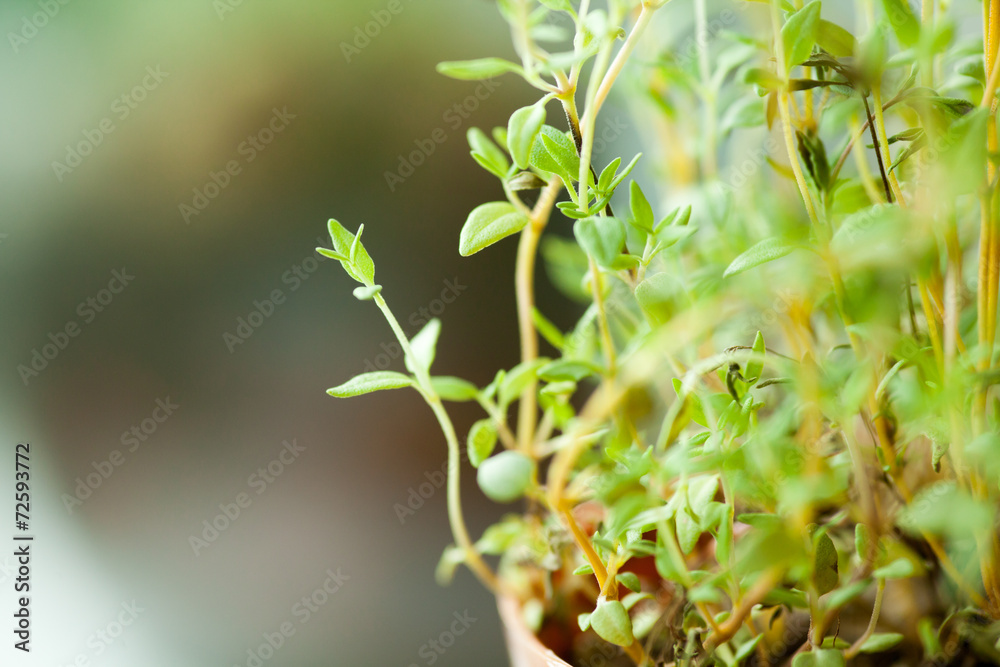 thyme, fresh green Thyme herb for background use thyme, fresh green Thyme herb for background use