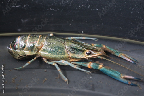 close-up macro crawfish or crayfish of lobster farm market
