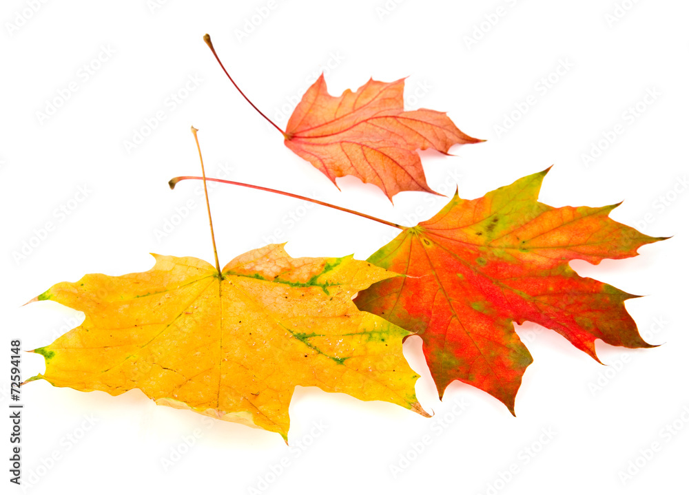 Fototapeta premium leaves