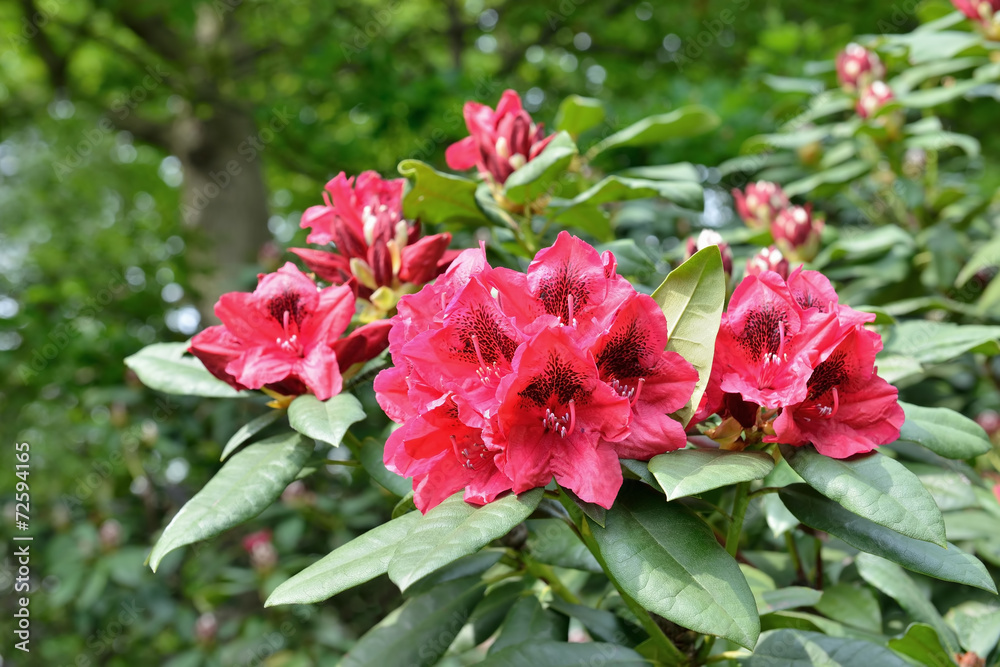 Pink rhododendron flowers in parc closeup Pink rhododendron flowers in parc closeup