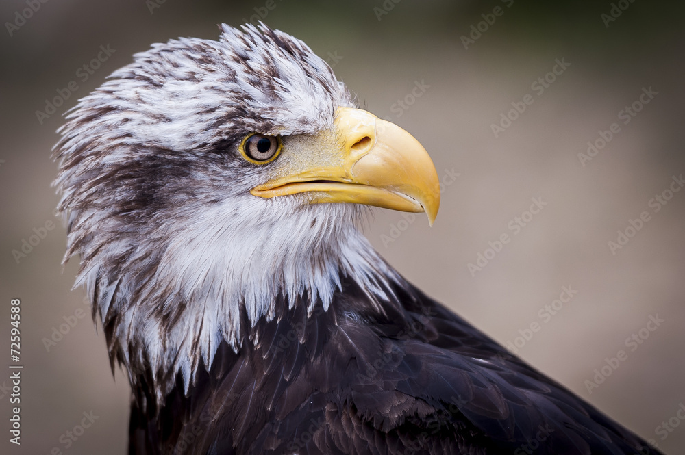 Fototapeta premium Portrait de pyrargue à tête blanche