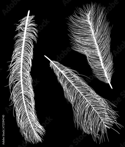 three ostrich feather silhouettes isolated on black