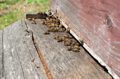 Abeilles à l'entrée d'une ruche
