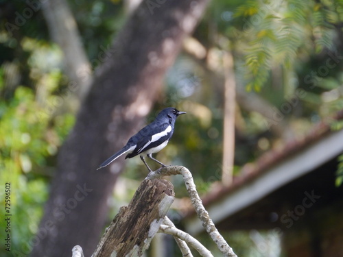 Oriental Magpie-robin singing bird seen in  Sri Lanka photo