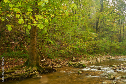 Fototapeta Naklejka Na Ścianę i Meble -  Stream in the autumnal forest