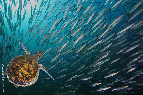 Turtle. (Green Sea Turtle - Chelonia mydas) photo