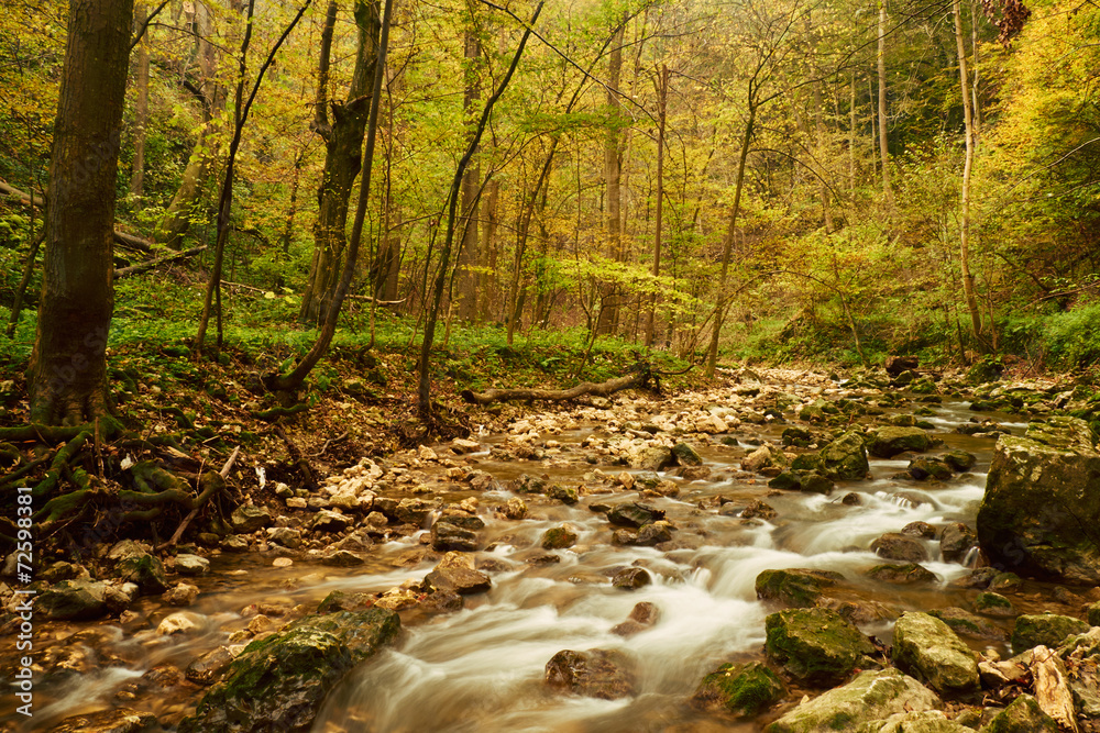 Stream in the autumnal forest