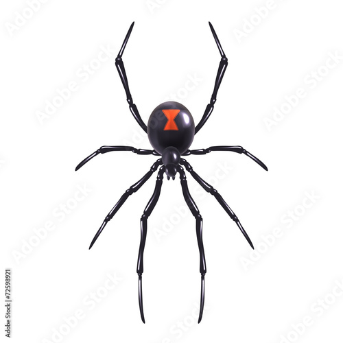 Realistic spider isolated