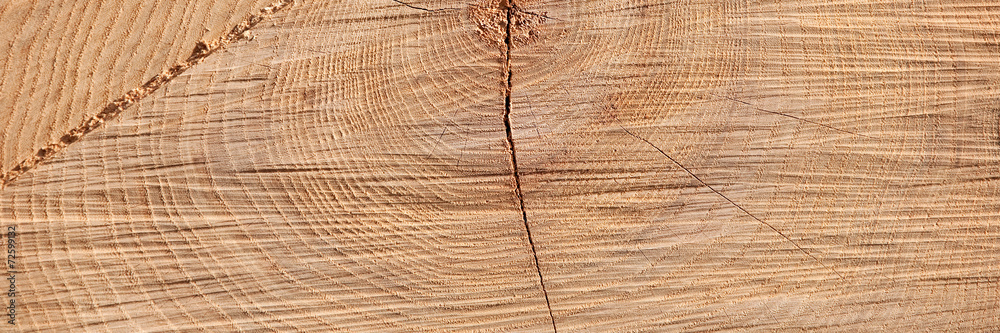 holz