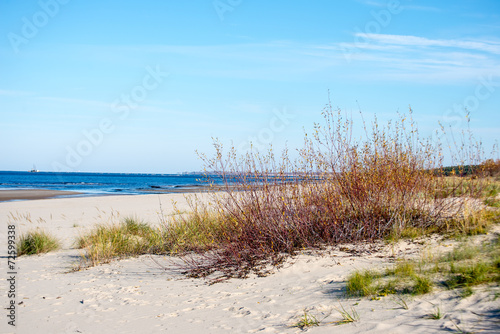 late fall colors in dunes near the sea