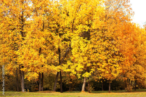 Autumn landscape  yellow trees in forest