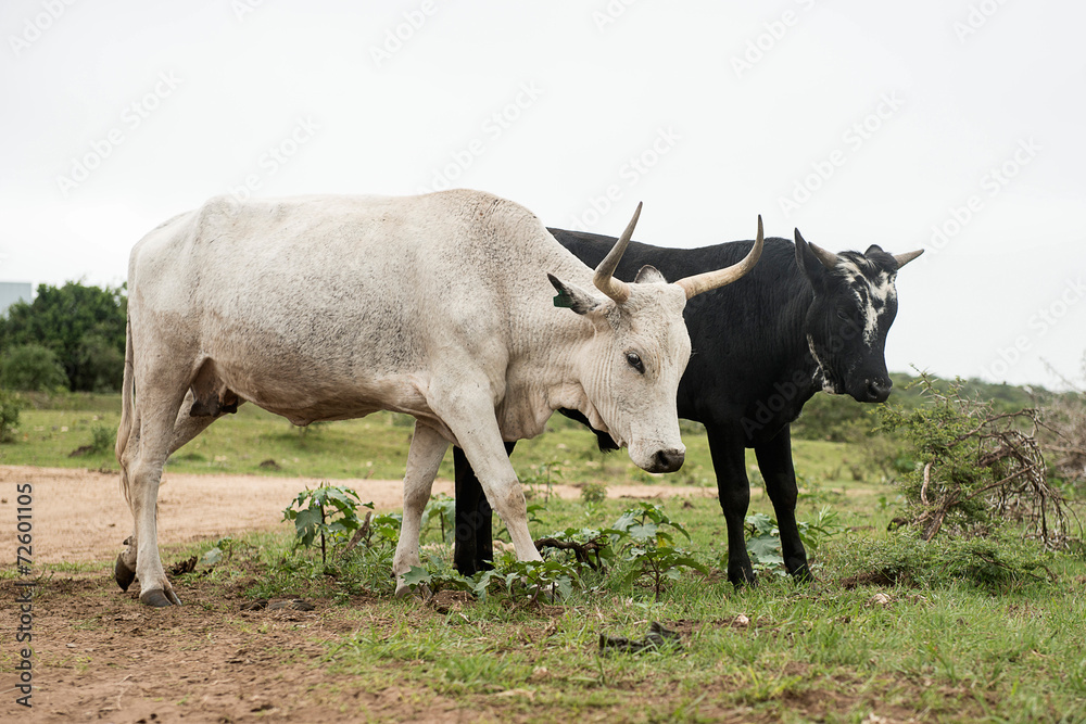 Nguni Cattle Nguni Cattle