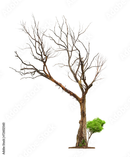 Konstfotografi Old tree on white background.Concept death and life revival.