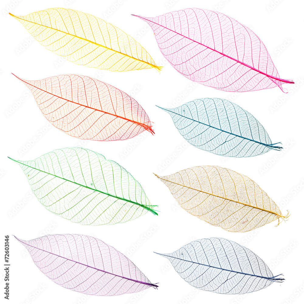 Collection of multi-colored leaves for design.