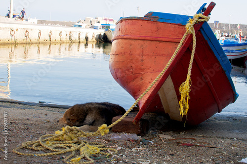 Small fishing boat in a port and a dog sleeping