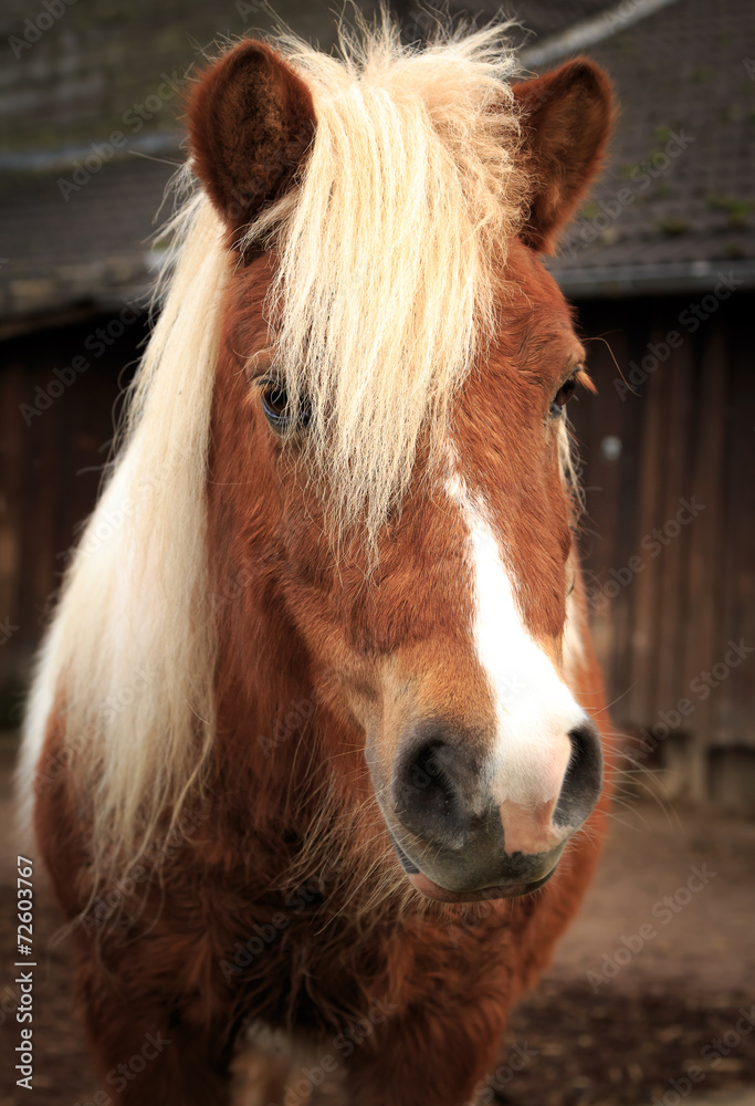 Obraz premium Little brown pony
