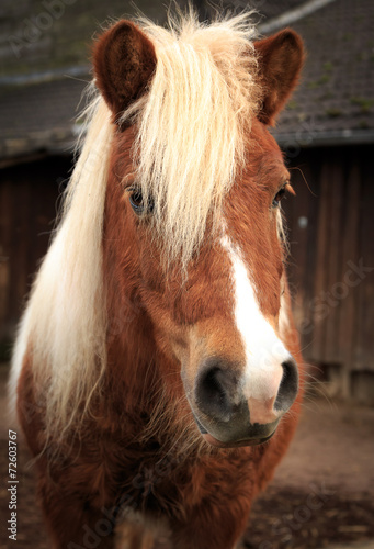 Little brown pony © Silvia Eder