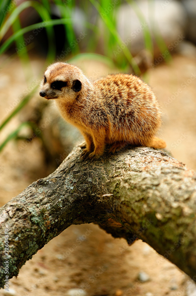 Fototapeta premium Zwierzęta, Surykatka, (Meerkat)