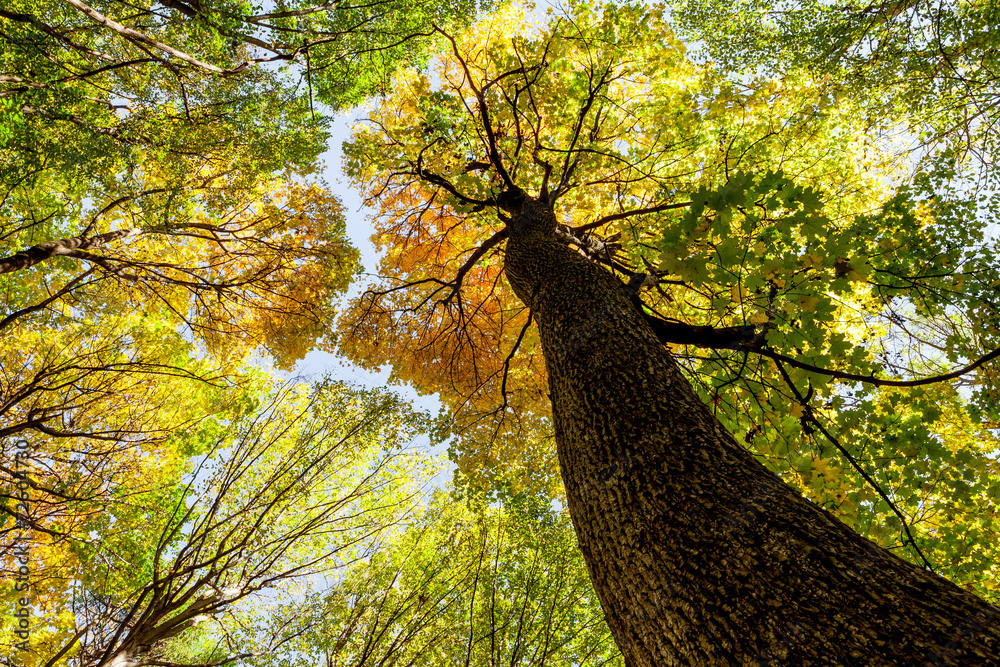 Fototapeta premium autumn