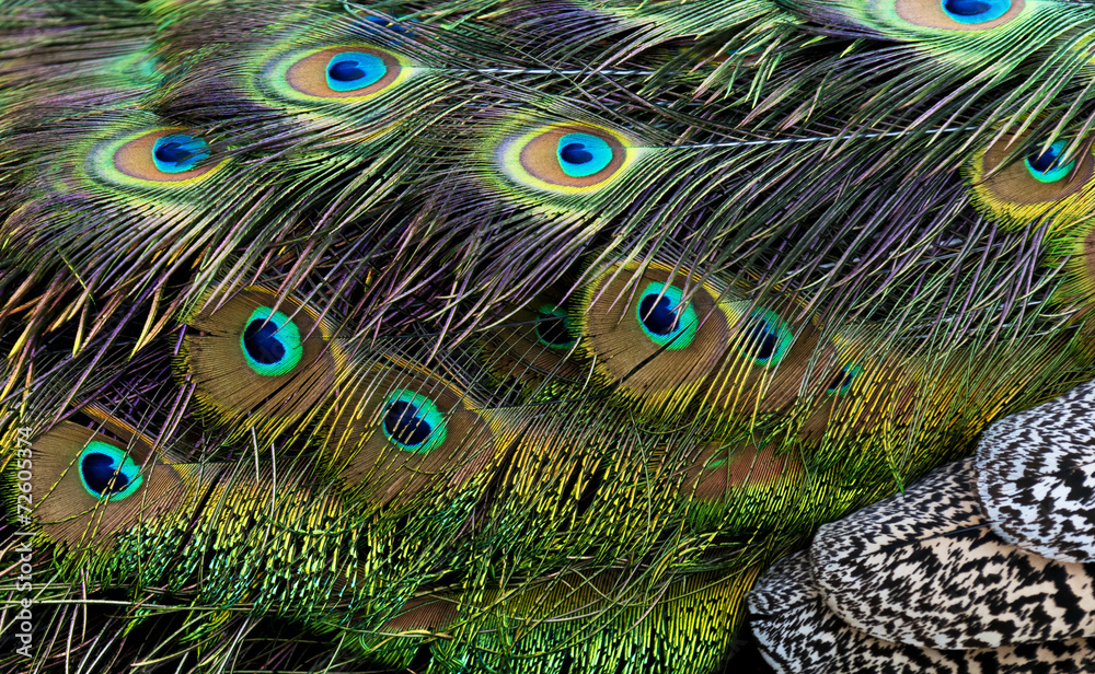 Obraz premium Bird feathers. Peacock