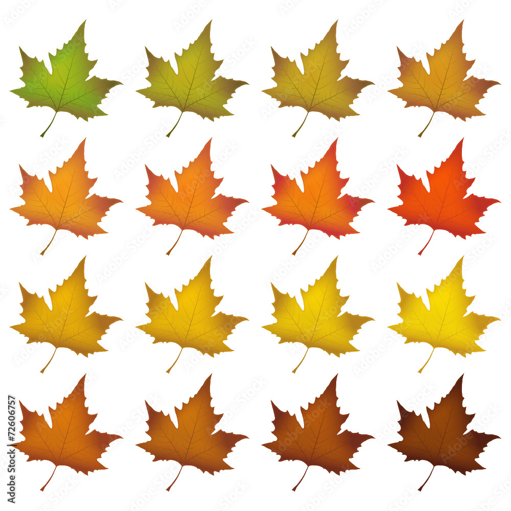 Blätter, Herbstblätter, Herbst, Symbol, herbstlich, Farben Blätter, Herbstblätter, Herbst, Symbol, herbstlich, Farben