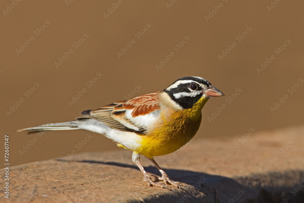 Fototapeta premium Golden-breasted bunting; Emberiza flaviventris