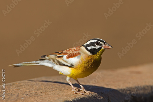 Golden-breasted bunting; Emberiza flaviventris